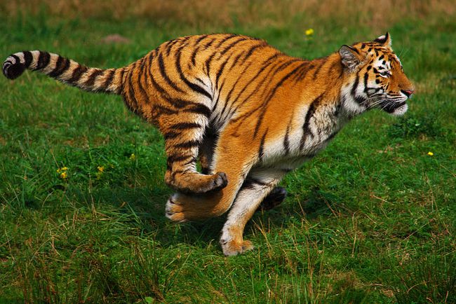 求解梦，梦见老虎咬我狮子钱