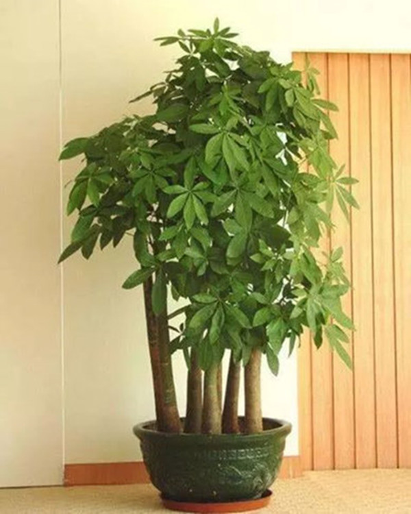 新房装修风水之植物的摆放