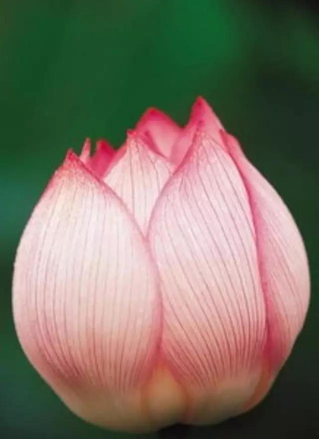 佛教居士的养生之道