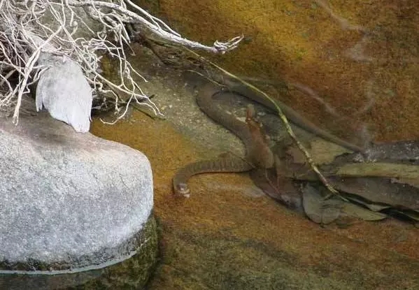 民间谚语：蛇咬三生冤，狗咬对头人