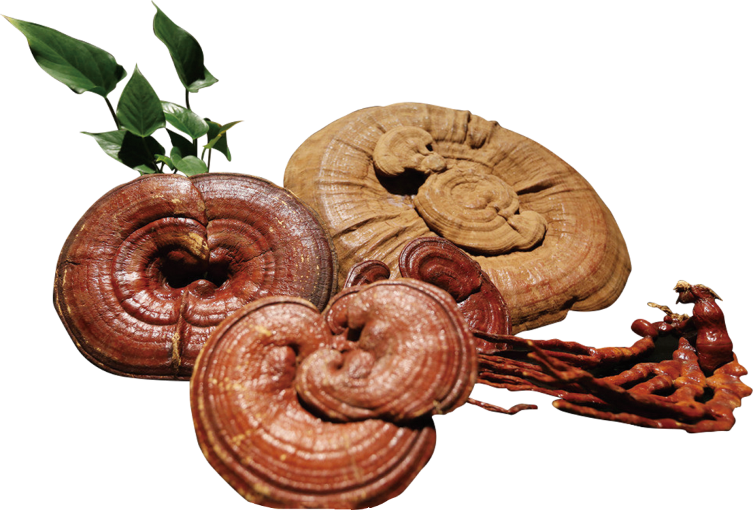 养生是一种生活方式，更是一种人生态度！