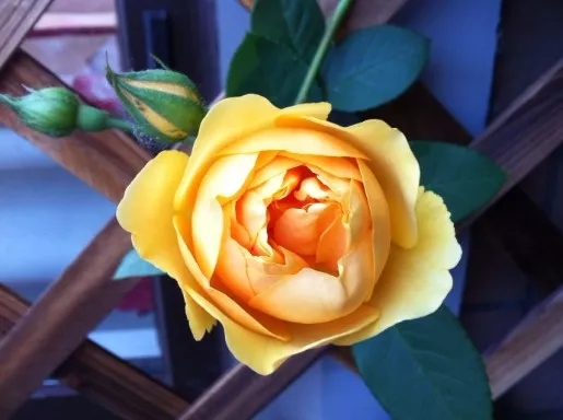 非常实用的养生谚语，经常背诵，受益一生！