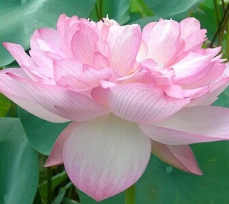 【养生】民间谚语中隐藏的养生奥秘