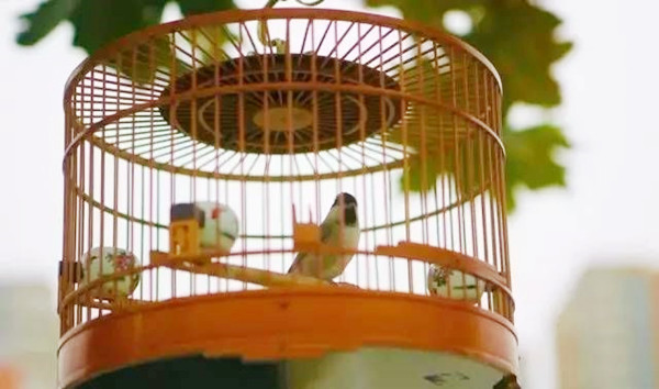 养鸟对家居风水有影响吗