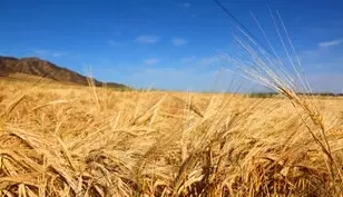 五谷这样吃 想不养生都很难