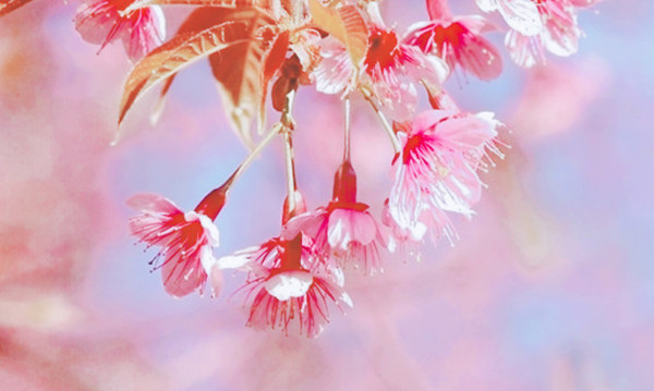 家中栽樱花有禁忌吗