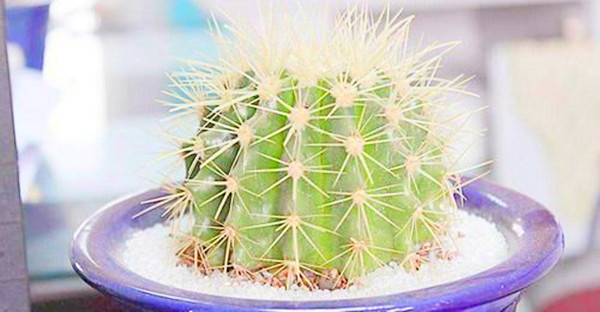 别墅风水如何提升呢