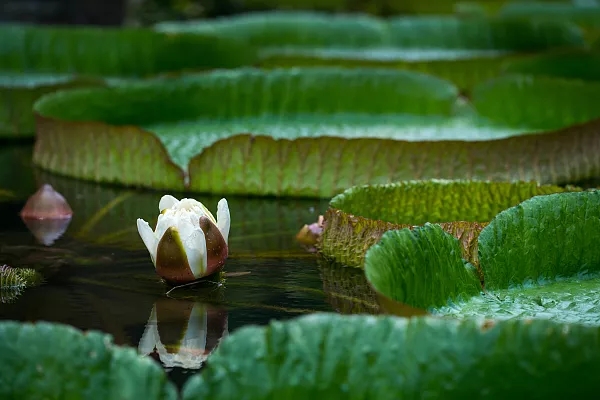 小暑 | 你不知道的养生秘诀！