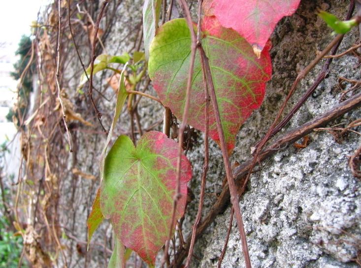 夫妻之间该不该有隐私？紫微斗数中哪个主星才是婚姻中的机智女？