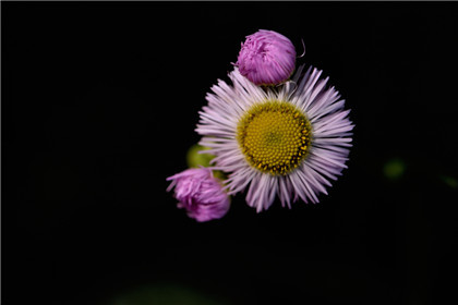 十二星座如何才能处理好父母间的矛盾？