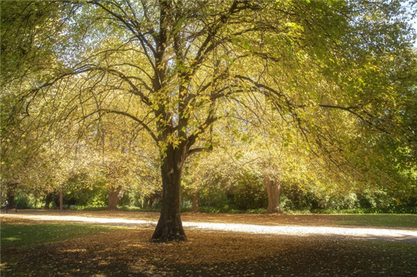 面对命运的挑战时，天才重要吗？