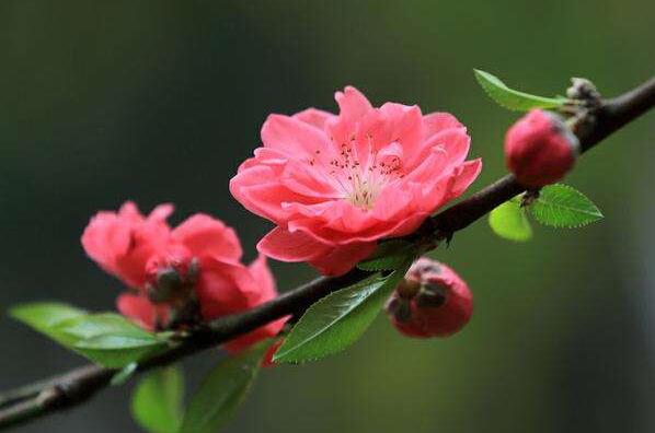 命带桃花不只等于脱单，它的用处多着呢