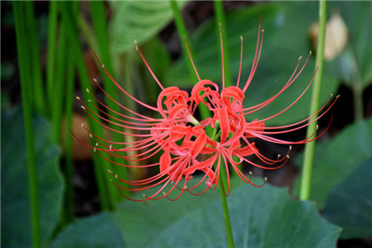 鳯阳派收惊法， 收三魂七魄速速归本身