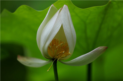 周易五行养生堂全部秘方大全饮食疗法之补气养血药膳