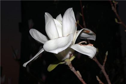 周易五行养生堂全部秘方大全饮食疗法之滋阴助阳药膳