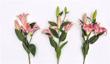 每日养生小知识教你一招,想长寿要九不过度