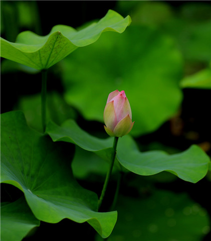 周易五行养生堂全部秘方大全饮食疗法之治疗慢性胃炎和消化性溃疡的药膳