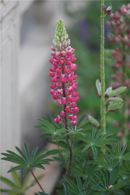 周易五行养生堂全部秘方大全饮食疗法之治疗肝硬化的药膳