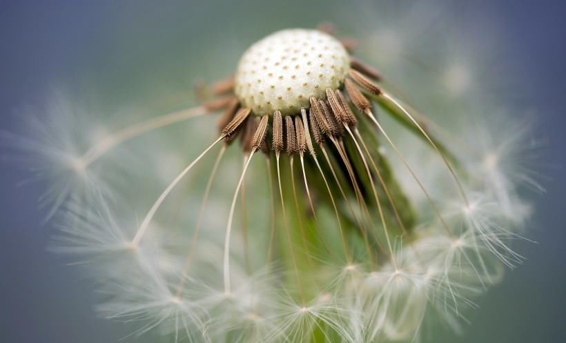 治疗急、慢性肾炎的药膳-周易五行养生堂全部秘方饮食疗法大全