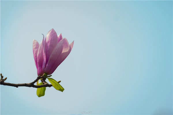 治疗血小板减少性紫癜的药膳-周易五行养生堂全部秘方饮食疗法大全