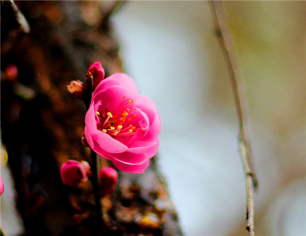治疗高脂血症和肥胖症的药膳-周易五行养生堂全部秘方饮食疗法大全