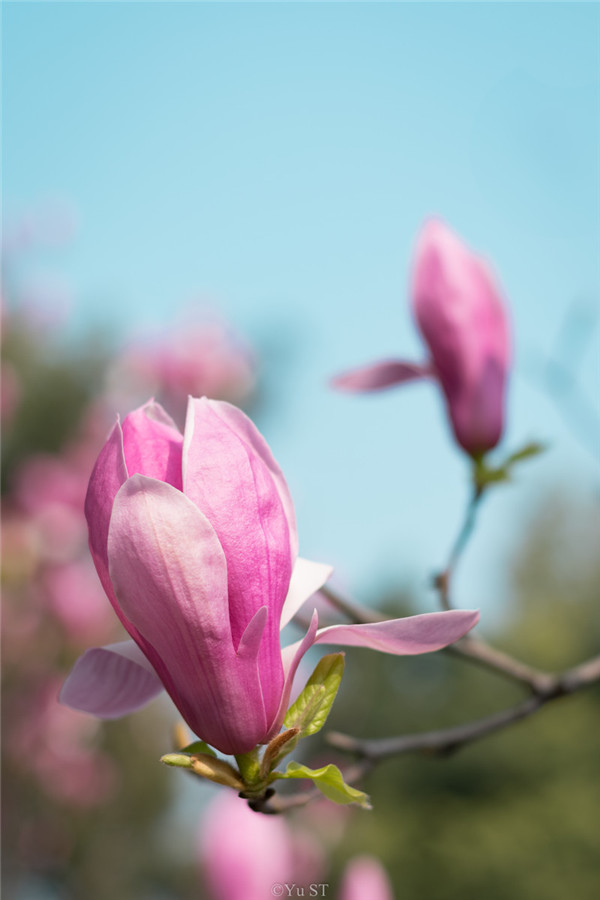 治疗糖尿病的药膳-周易五行养生堂全部秘方饮食疗法大全