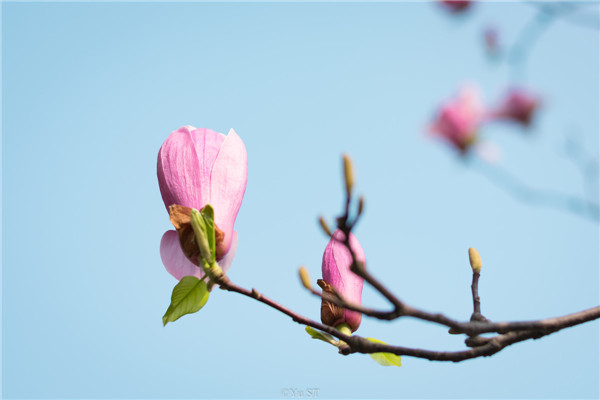 治疗脑血管病的药膳-周易五行养生堂全部秘方饮食疗法大全