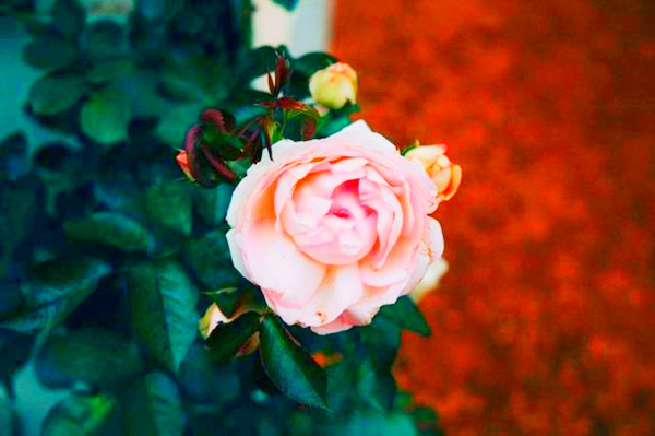 处女座：最毒的地方是哪里