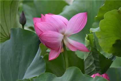 治疗小儿腹泻的药膳-周易五行养生堂全部秘方饮食养生疗法大全