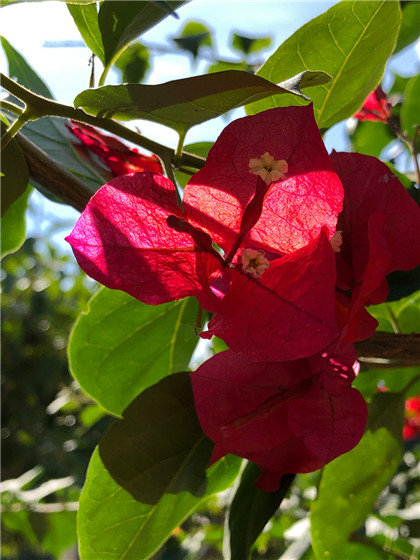 治疗急性结膜炎和夜盲症的药膳-周易五行养生堂全部秘方饮食养生疗法大全
