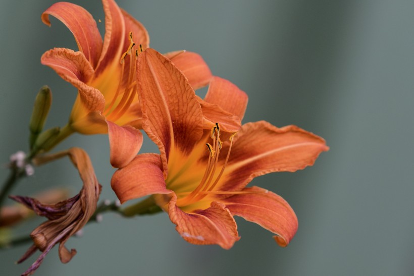 治疗扁桃体炎“乳蛾”的药膳-周易五行养生堂全部秘方饮食养生疗法大全