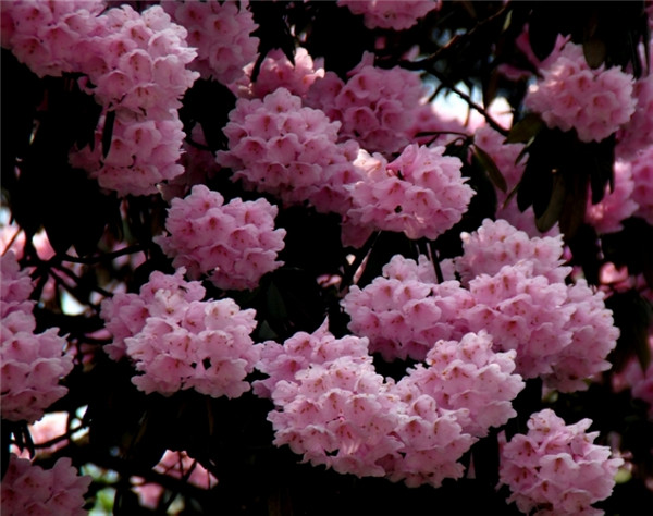 治疗病毒性肝炎的药膳-周易五行养生堂全部秘方饮食养生疗法大全