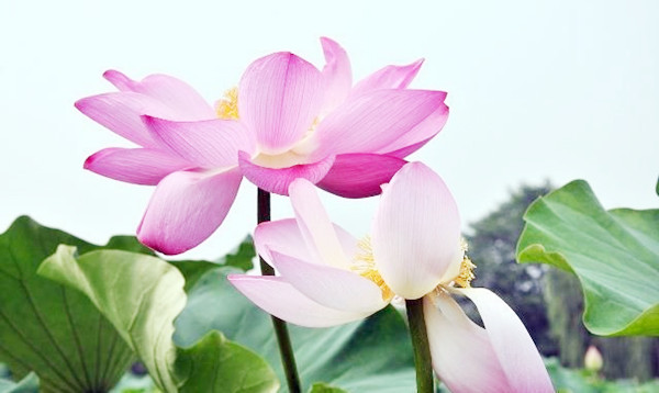 易经分析：占卜实例——六十四卦之“乾卦”