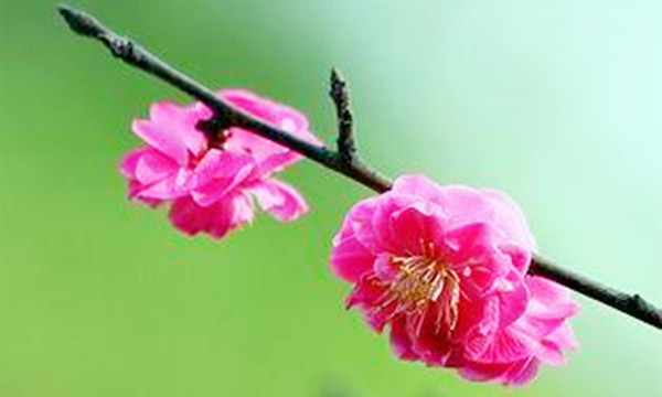 梅花易数的体用关系怎么分