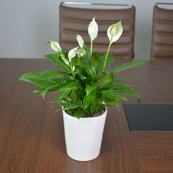 人际关系的36计， 如何才能达到懂得"听人说话"的技巧