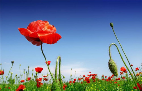 用什么来安身立命？什么是准确有效的运势术？