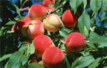 日常生活中补气血养生粥怎么做？