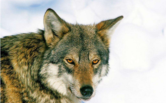 关于狼的古谚语,狼的成语和俗语集锦