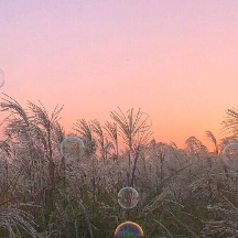 六爻如何看桃花