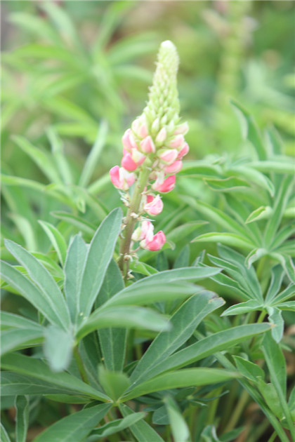 工作上对老板说什么话会被炒掉？哪些话容易脱口而出却又不能说的呢？