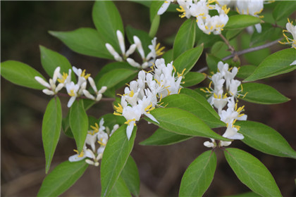 国学经典先秦名著诗经【祈父】原文及解析