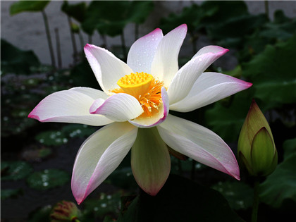 励志谚语50条，不怕百事不利，就怕灰心丧气