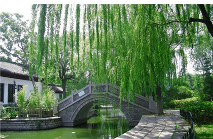 民间流传的偏方养生小偏方，扇贝壳(干贝)煎水洗头让头发变黑