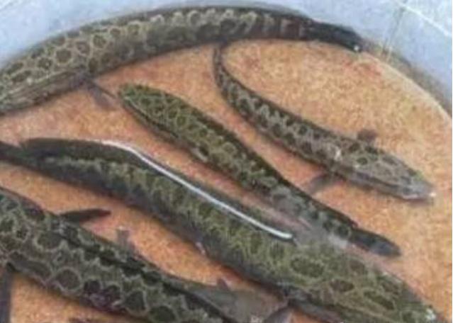 简单实用100个民间养生偏方，每一句都是精华收藏好再去分享吧