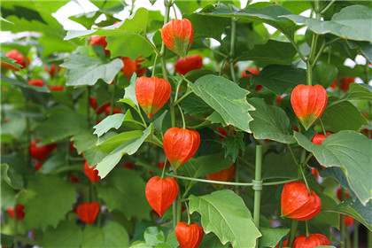 民间谚语:关于植树的谚语大全