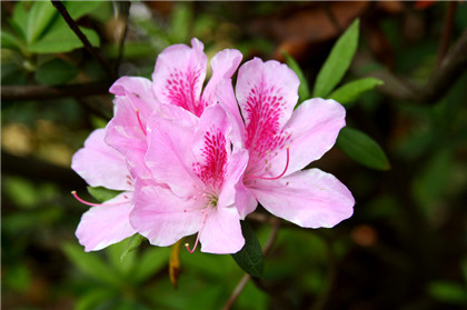 和鲜花有关的经典谚语，花有重开日，人老何曾再少年