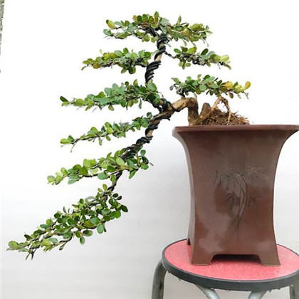 有关于绿化的谚语大全，槐栽骨朵柳栽棍，杨条入地就生根