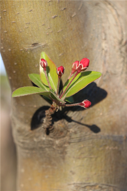 孝义民间预测天气谚语，日落乌云涨，半夜听雨响