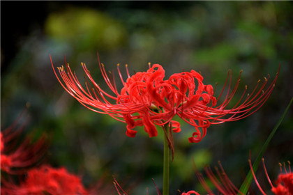 国学唐朝经典诗词【菩提寺上方晚眺】原文及解析