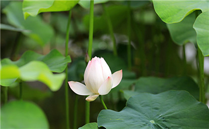 回族民间谚语、俗语,回回两把刀：一把卖羊肉，一把卖切糕